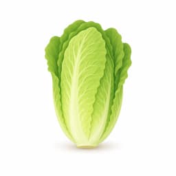 Illustration of a head of romaine lettuce, showing the approximate size of the baby at week 36